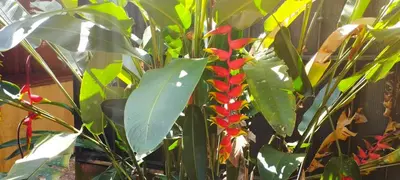 a plant with red flowers and green leaves at Hotel Maguey in Chilamate