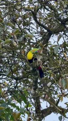 a bird perched on the branch of a tree at Cabaña Gerya in Chachagua