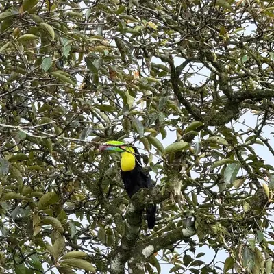 a bird sitting on a tree branch with a yellow fruit at Cabaña Gerya in Chachagua