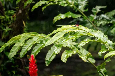 a bird sitting on top of a large green plant at Casa Esmeralda-5min to La Fortuna,King beds & pool in Fortuna