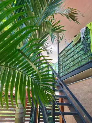 a palm tree next to a staircase in a building at Arrecife in Tapantí