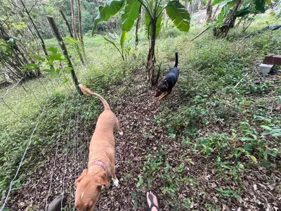 two dogs and a cat walking in the grass at Pura Vida Jungle Retreat - Montezuma in Montezuma