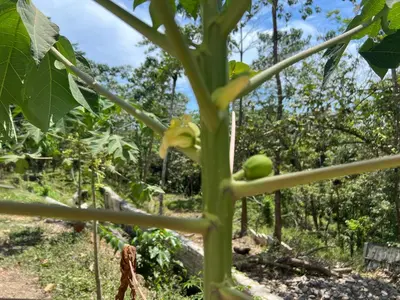 a bunch of green tomatoes growing on a plant at Pura Vida Jungle Retreat - Montezuma in Montezuma
