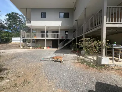 a cat walking in front of a building at Pura Vida Jungle Retreat - Montezuma in Montezuma