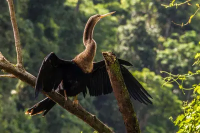 a bird is perched on a tree branch at Laguna Lodge Full Board in Tortuguero
