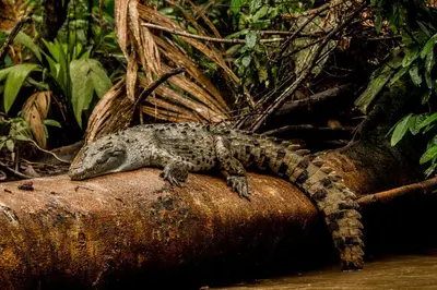 a lizard laying on top of a rock at Laguna Lodge Full Board in Tortuguero