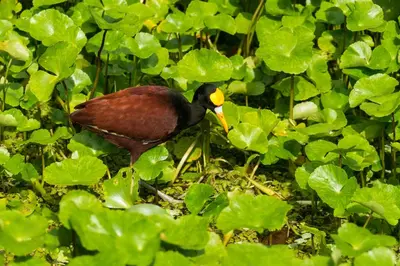 a bird is standing in a field of plants at Laguna Lodge Full Board in Tortuguero