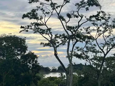a group of trees with a river in the background at Modern Beach Apartment - Walk to Playa Mantas & Beach Club Access in Punta Leona