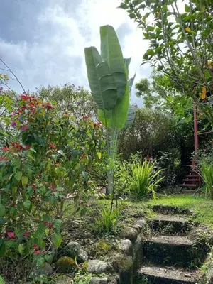 a large green banana tree in a garden at Laughing Falcon Studio in El Castillo de La Fortuna