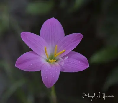 a purple flower with a yellow center at Laughing Falcon Studio in El Castillo de La Fortuna