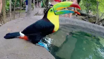 a colorful bird sitting on the edge of a pool of water at Cabina Antigua Plaza in Tapantí