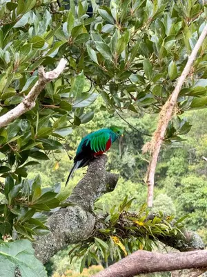 a colorful bird perched on top of a tree branch at El Quetzalito Cabin in San Gerardo de Dota