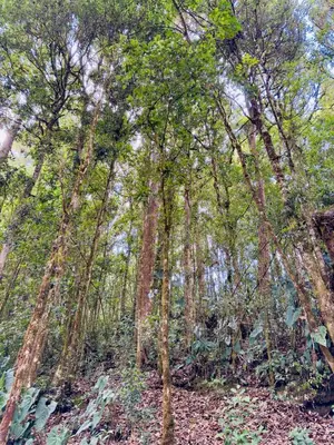 a group of trees in a wooded area at El Quetzalito Cabin in San Gerardo de Dota