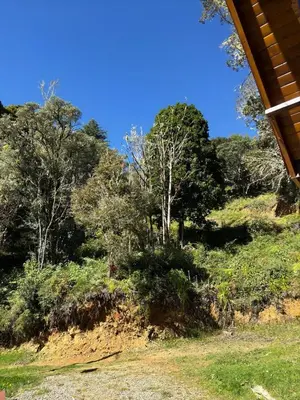 a view of the forest from the house at El Quetzalito Cabin in San Gerardo de Dota