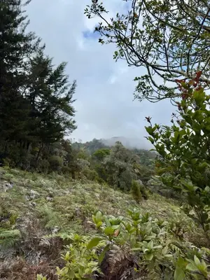 a field of grass with trees and clouds in the background at El Quetzalito Cabin in San Gerardo de Dota
