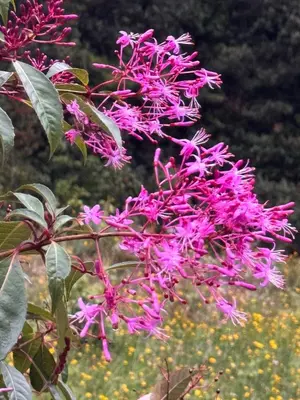 a cluster of pink flowers on a tree at El Quetzalito Cabin in San Gerardo de Dota