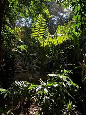 a forest filled with lots of lush green plants at Bromelias in Tambor