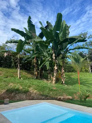 a blue swimming pool in front of some banana trees at La Casa Mokarran in Ojochal
