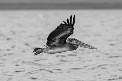 a bird flying in the air over the water at Roma del mar - Vila s bazénem a krásným výhledem na moře in Paquera