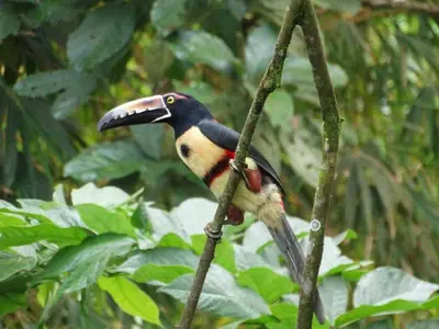 a bird with its beak open sitting on a tree branch at Santa Maria Volcano Lodge Hotel & Restaurante in Hacienda Santa María