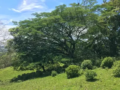 a tree in a field with grass and bushes at Santa Maria Volcano Lodge Hotel & Restaurante in Hacienda Santa María