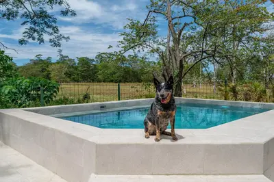 a dog sitting next to a swimming pool at Nelblu Flamingo Suites in Playa Flamingo