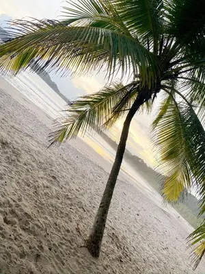 a palm tree on a beach with the ocean in the background at Villa Cielo Sueños in Carrillo