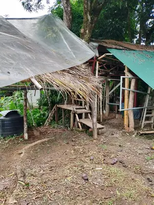 a house with a thatched roof with a pile of hay at Casa de árbol familiosa in Tapantí