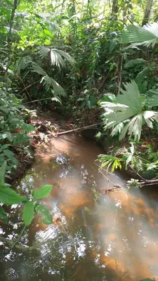 a stream of water in a forest with trees at Casa de árbol familiosa in Tapantí