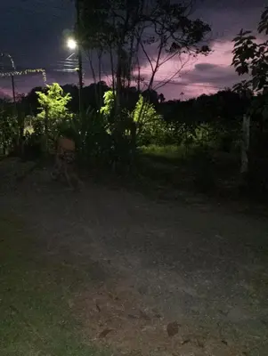 a night view of a yard with a street light at Casa de árbol familiosa in Tapantí