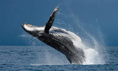 a humpback whale jumping out of the water at New, Private River, Wifi, AC, King Bed, Jungle Shower in Ojochal