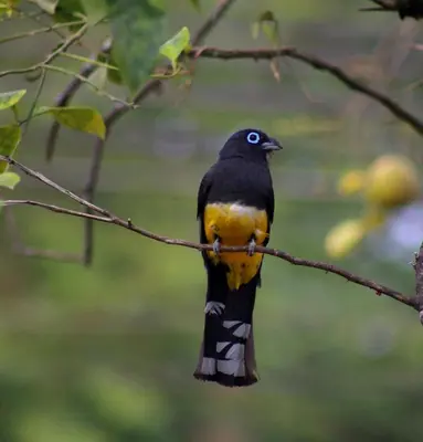 a black and yellow bird perched on a tree branch at Paradise in Puntarenas