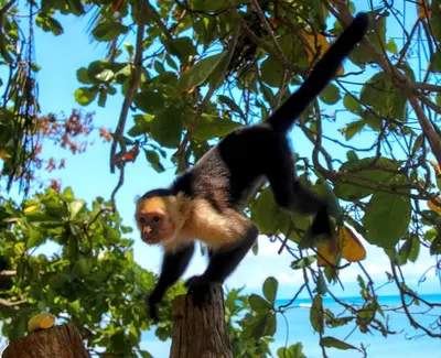 a monkey is climbing on a tree branch at Paradise in Puntarenas