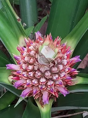 a close up of a plant with a purple flower at Chilamate Jungle View in Tortuguero