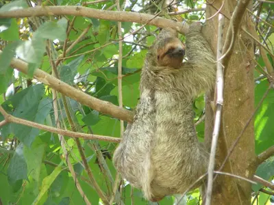 a sloth climbing a tree in a tree at Laureles Collection Uvita - Cabinas Los Laureles in Uvita