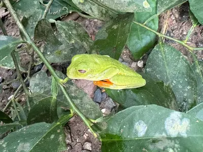 a frog sitting on top of a green leaf at Santa Teresa Manzanillo Walk to Beach, New Home, Center of Tranquil Town in Boca de Ario