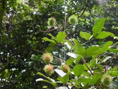 a tree with lots of durians growing on it at Colibri Jungle Casita in Dominical