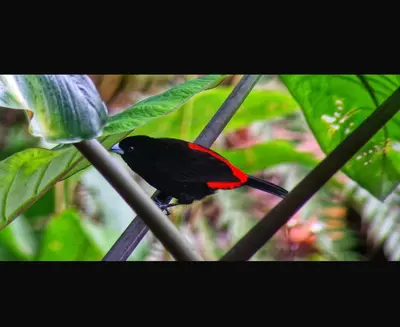 a red and black bird sitting on a plant at Casa de Bosque con Piscina in Naranjito