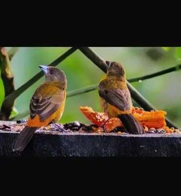 two birds eating food from a bird feeder at Casa de Bosque con Piscina in Naranjito