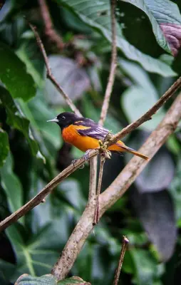 a orange and black bird perched on a tree branch at Casa de Bosque con Piscina in Naranjito