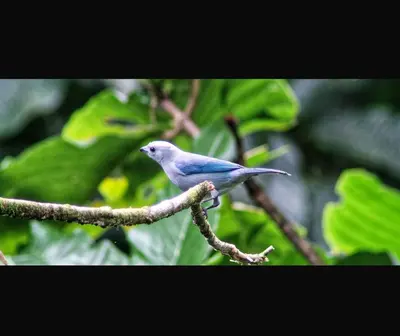 a blue bird sitting on a tree branch at Casa de Bosque con Piscina in Naranjito