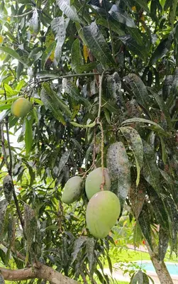 a bunch of green mangoes hanging from a tree at Quinta Rincon Silvestre cerca de Volcán in Jabillos