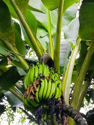 a bunch of green bananas hanging from a tree at Quinta Rincon Silvestre cerca de Volcán in Jabillos