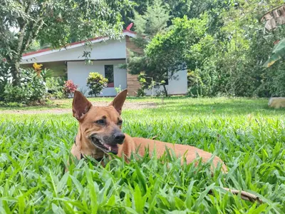 a brown dog laying in the grass in a yard at Quinta Rincon Silvestre cerca de Volcán in Jabillos