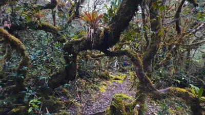 a trail through the rainforest with a large plant on the trail at Route to Cerro Urán - Chirripó in Rivas