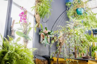 a bunch of potted plants on a wall at Luz de Luna Barrio Escalante in San José