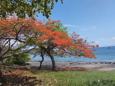 a tree with red leaves next to the ocean at Casa Mares in Lepanto
