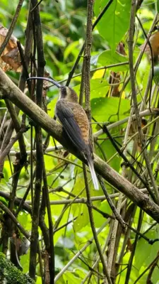 a bird perched on a branch of a tree at Secret Bungalows Lechu in Fortuna