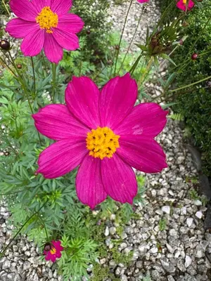 a pink flower is growing in a garden at Modern Caribbean Studio - Roosevelt in Puerto Limón