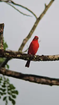 a red bird sitting on a tree branch at Casa Eden Near Manuel Antonio in Manuel Antonio